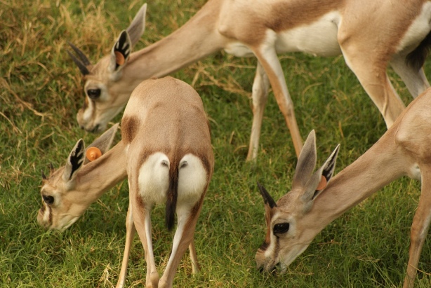 File:Al Ain Zoo Deer 1.JPG