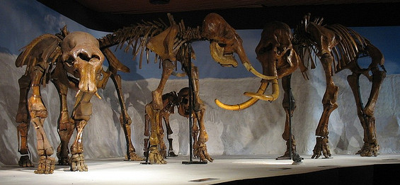 File:Mammoth family.jpg