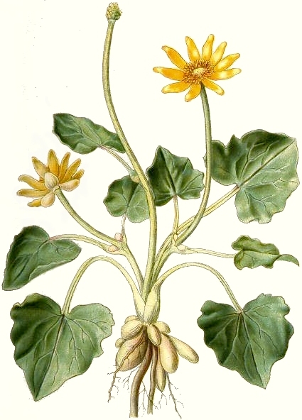 Файл:162 Ranunculus ficaria.jpg