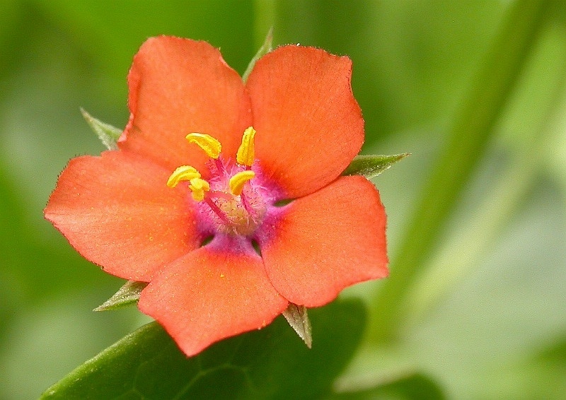 Файл:Anagallis arvensis 2.jpg