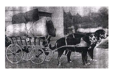 File:Greater Swiss Mountain Dog double-team hauling a filled wagon..PNG