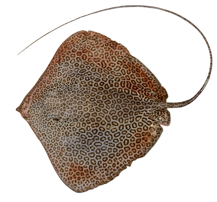 File:Himantura leoparda csiro-nfc.jpg