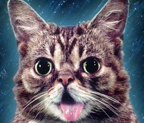 File:Lil-Bub-2013 (cropped).jpg