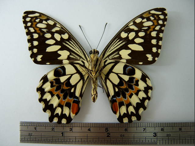 File:Papilio demoleus02.JPG