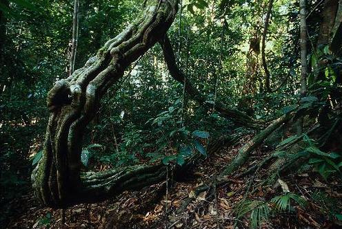 File:Rainforest understory in Lambir Hills National Park.jpg