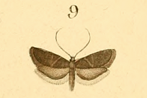 File:02416 Lecithocera nigrana pl cclx fig 9.gif