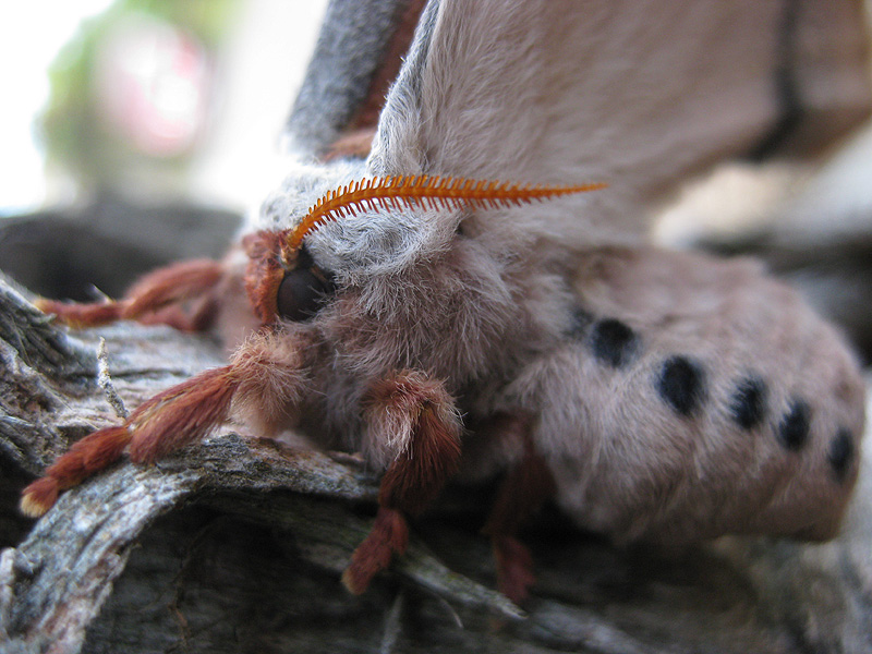 File:2010-01-04 moth3.jpg