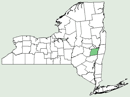 File:Agalinis tenuifolia var macrophylla NY-dist-map.png