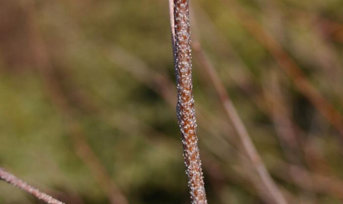 Файл:Betula-pendula-warts.JPG