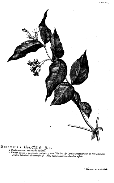 Файл:Hortus Cliffortianus Diervilla.png