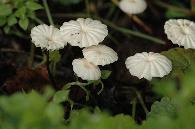 File:Marasmius rotula - Lindsey.jpg