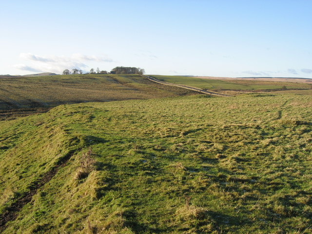 File:Brocolitia - geograph.org.uk - 1075081.jpg