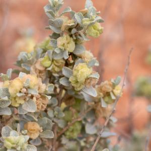 File:Close-up of the species Atriplex Vesicaria.jpg