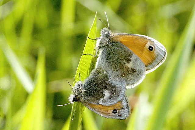 Файл:Coenonympha.pamphilus.couple.jpg