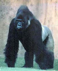 Archivo:Flachlandgorilla.jpg