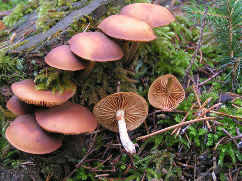 File:Galerina marginata.jpg