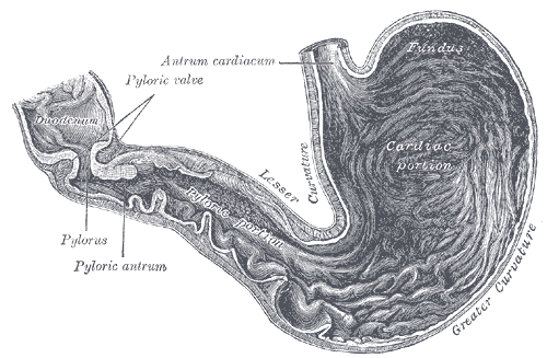 Файл:Gray1050-stomach.png