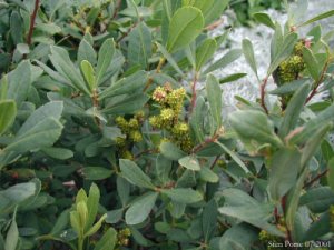 Файл:Myrica-gale-hunlig.JPG