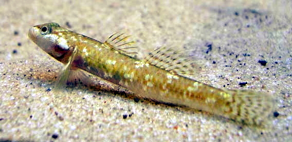 Archivo:Rhinogobius female.jpg