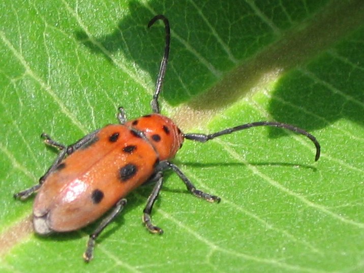 File:Tetraopes tetrophthalmus-1.jpg