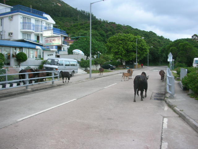 File:Cows on South Lantau Road, Tong Fuk 20060816.jpg