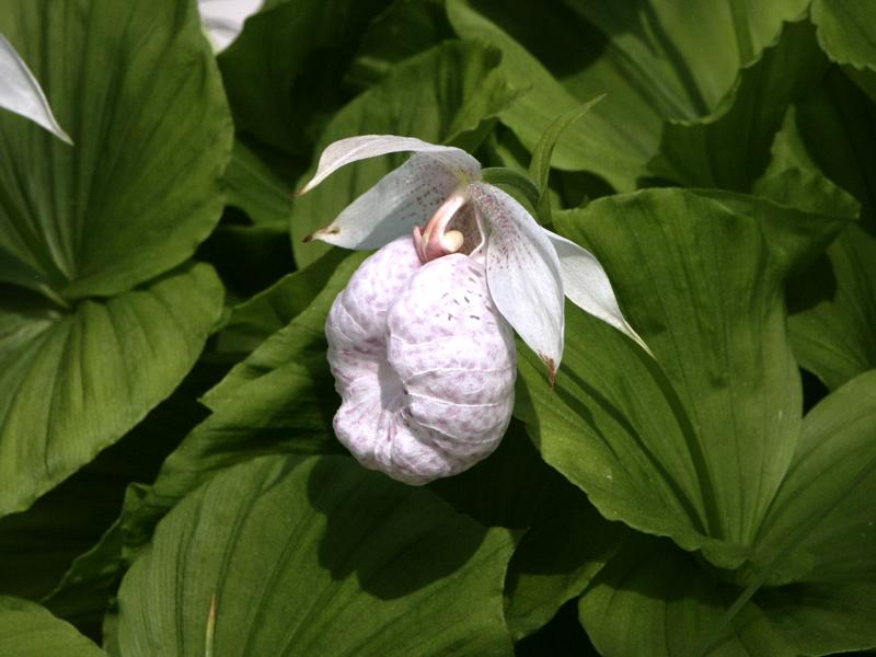 File:Cypripedium formosanum (1214942349).jpg