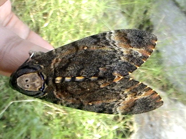 File:Dathshead hawkmoth up.jpg