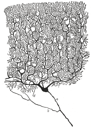 File:PurkinjeCellCajal.gif