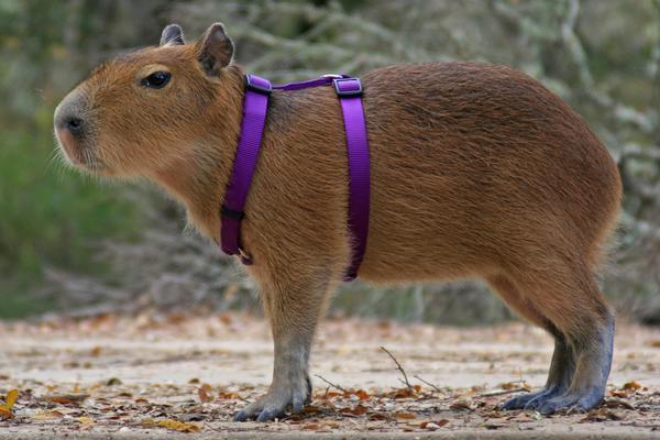 Archivo:Capybara harness.jpg