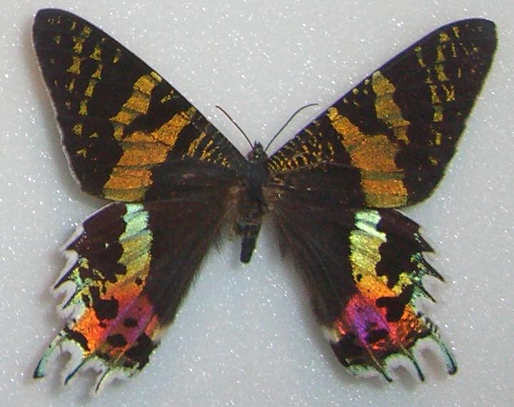 File:Chrysiridia rhipheus 2.jpg