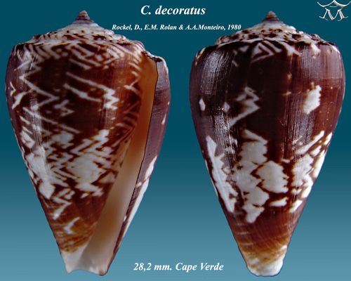 File:Conus decoratus 2.jpg