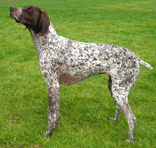 Archivo:GermanShorthPtr wb.jpg