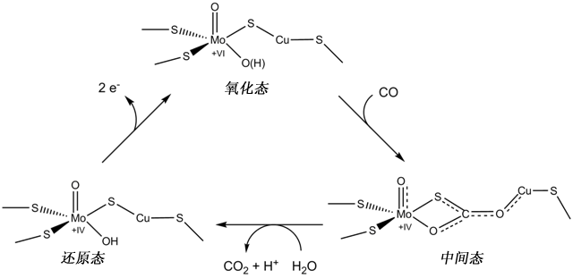 File:Mo-CODH mechanism zh.png