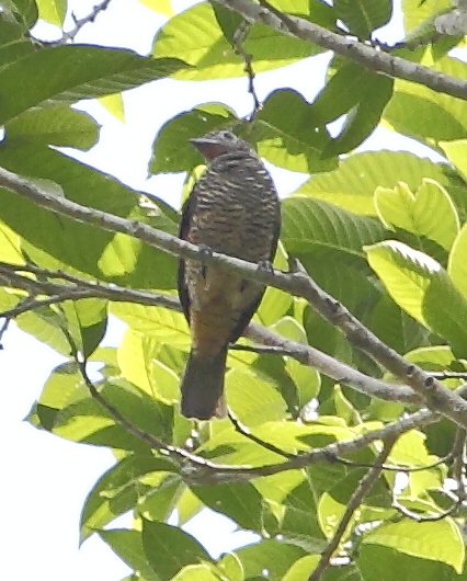 File:Porphyrolaema porphyrolaema - Purple-throated cotinga (female).JPG