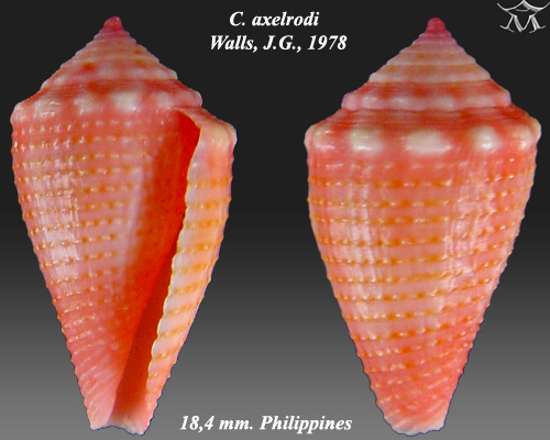 Archivo:Conus axelrodi 1.jpg