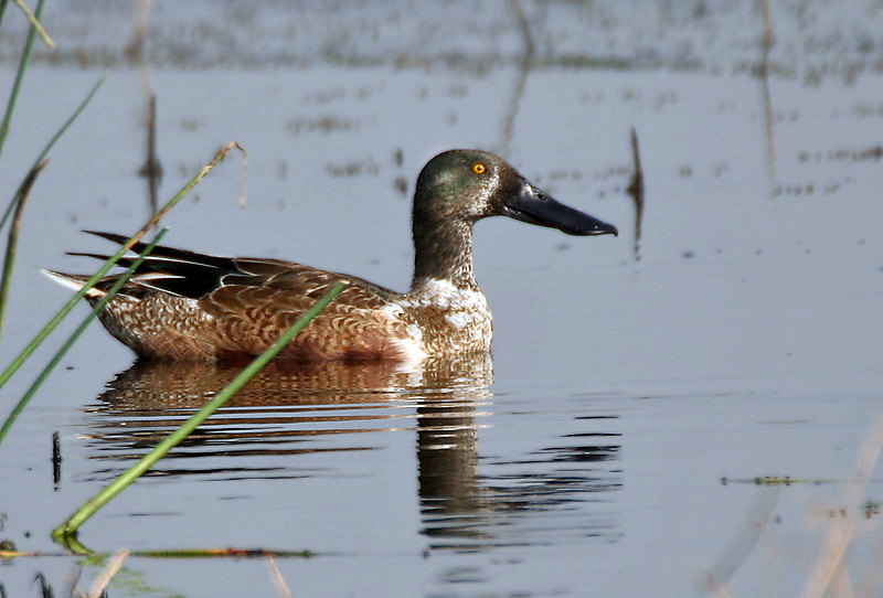 File:Northern Shoveler (Male) near Hodal I IMG 9427.jpg