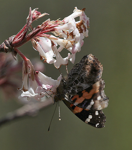 File:Red Admiral I IMG 7046.jpg