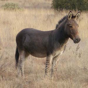 Файл:Zonkey.jpg