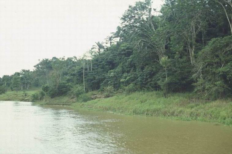 File:Amazon River.jpg