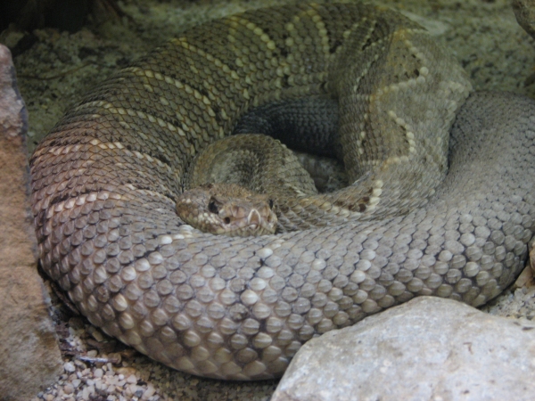 Archivo:Aruba Island Snake.JPG