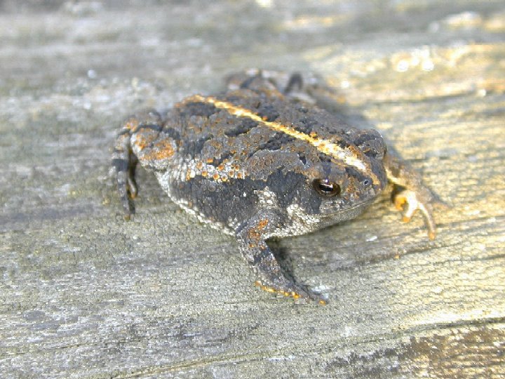 File:B quercicus USGS.jpg