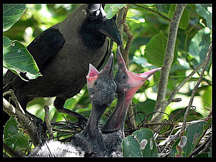 File:House Crow feeding chicks.jpg