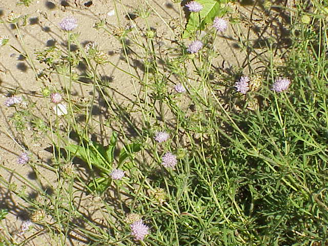 File:Knautia arvensis0.jpg