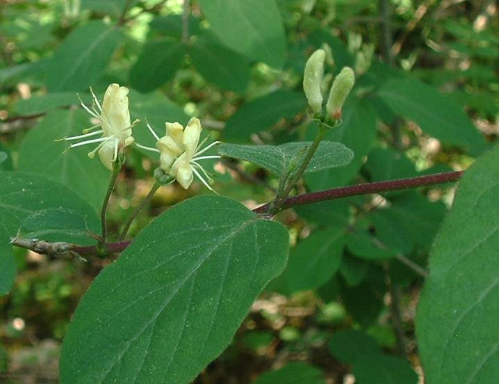 Archivo:Lonicera xylosteum flowers.jpg