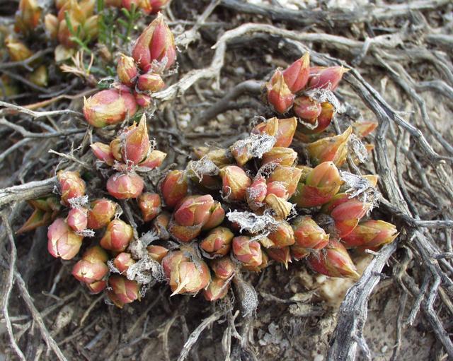 Файл:Sceletium tortuosum 01102003 Afrique du sud 2.JPG