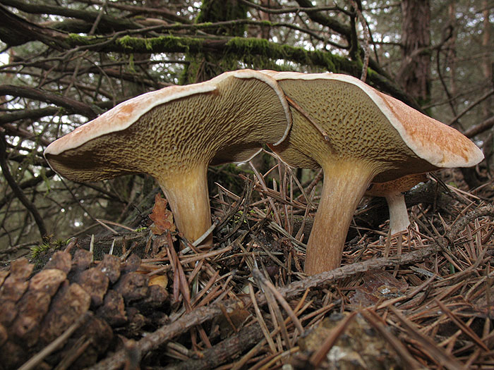 File:Suillus bovinus Alberto Vázquez.jpg