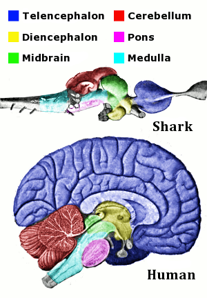 Archivo:Vertebrate-brain-regions small.png