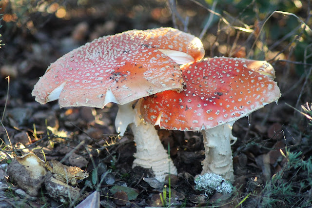 Archivo:Amanita muscaria en Sierra de Aguas Vivas.jpg