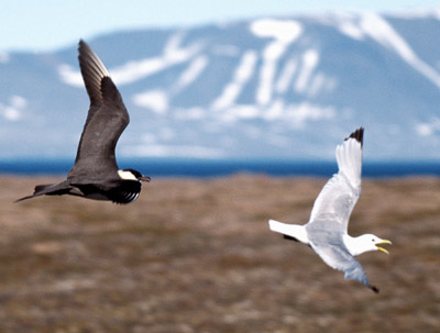 File:Arcticskua.jpg