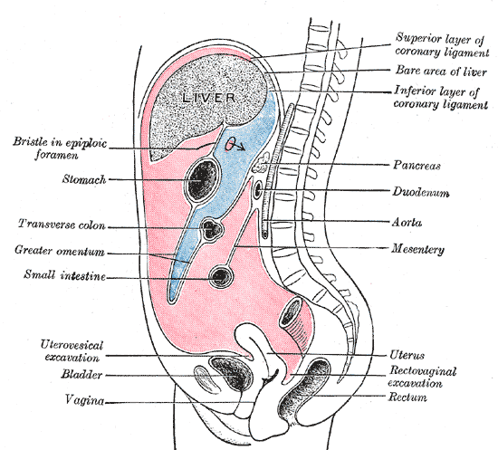 File:Greater and lesser sac 1035.gif